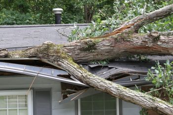 Fallen Tree Restoration in Natural Bridge, Kentucky by Kentucky Disaster Restoration, LLC